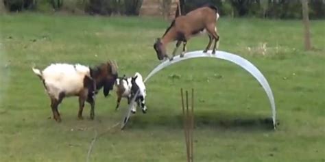 goats on a metal sheet|'King Of The Castle' Song Makes Goats On A Metal Sheet.